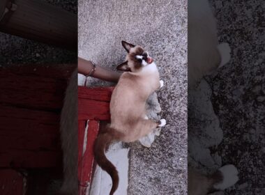 今日と昨日のシャム猫さん#シャム猫#ねこ#猫#cat#shorts