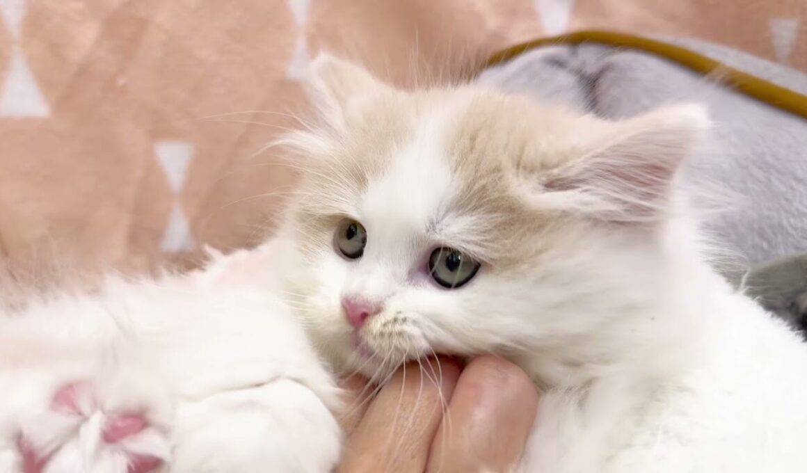 【 ノルウェージャンフォレストキャット 】抜群に可愛いお顔のプレミアムパピー！甘えん坊な男の子♡