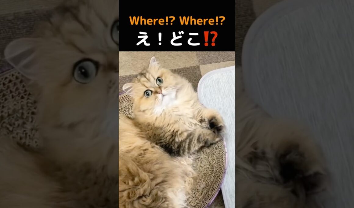 Wait, what!? Therean adorable kitty! 🐱💕【Chinchilla Golden Marie】 #chinchillagolden #persiancat