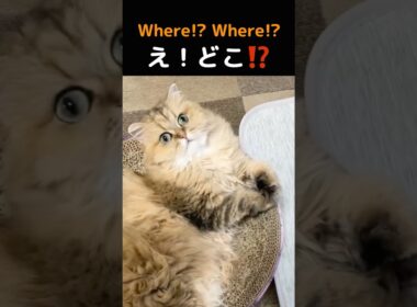 Wait, what!? Therean adorable kitty! 🐱💕【Chinchilla Golden Marie】 #chinchillagolden #persiancat