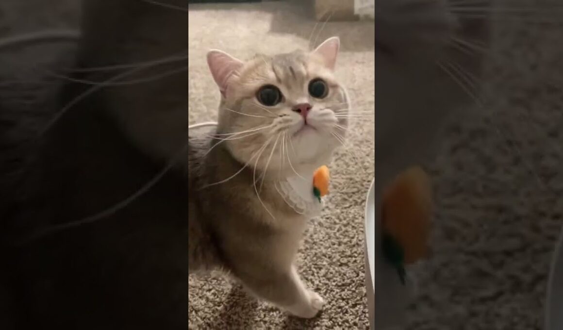 Why would this little guy want to eat carrot next to his litter box🤦🏻‍♀️