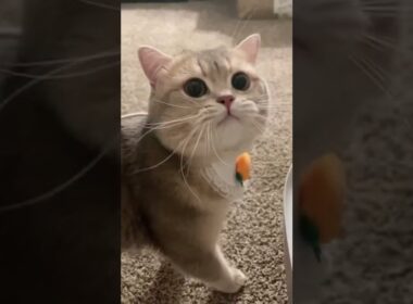 Why would this little guy want to eat carrot next to his litter box🤦🏻‍♀️