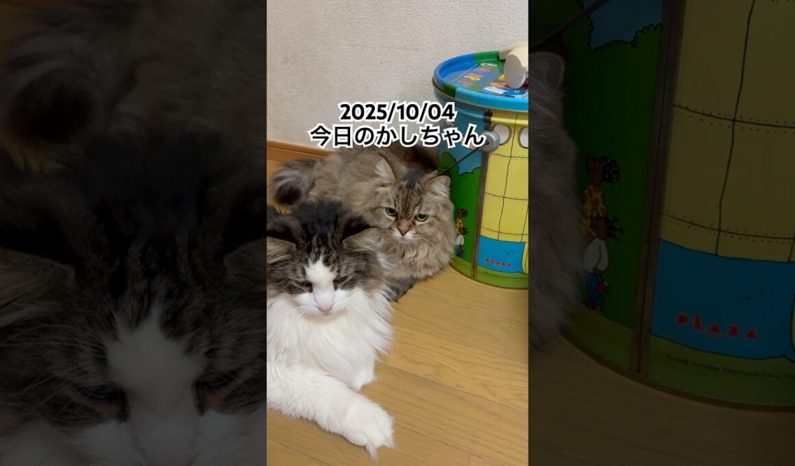 2025/10/04今日のかしちゃん #猫 #ペルシャ #カシス #cat #猫のいる暮らし