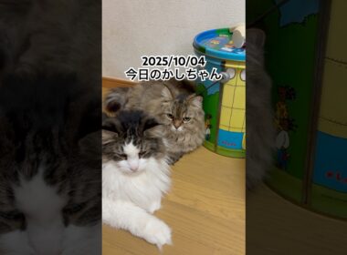 2025/10/04今日のかしちゃん #猫 #ペルシャ #カシス #cat #猫のいる暮らし