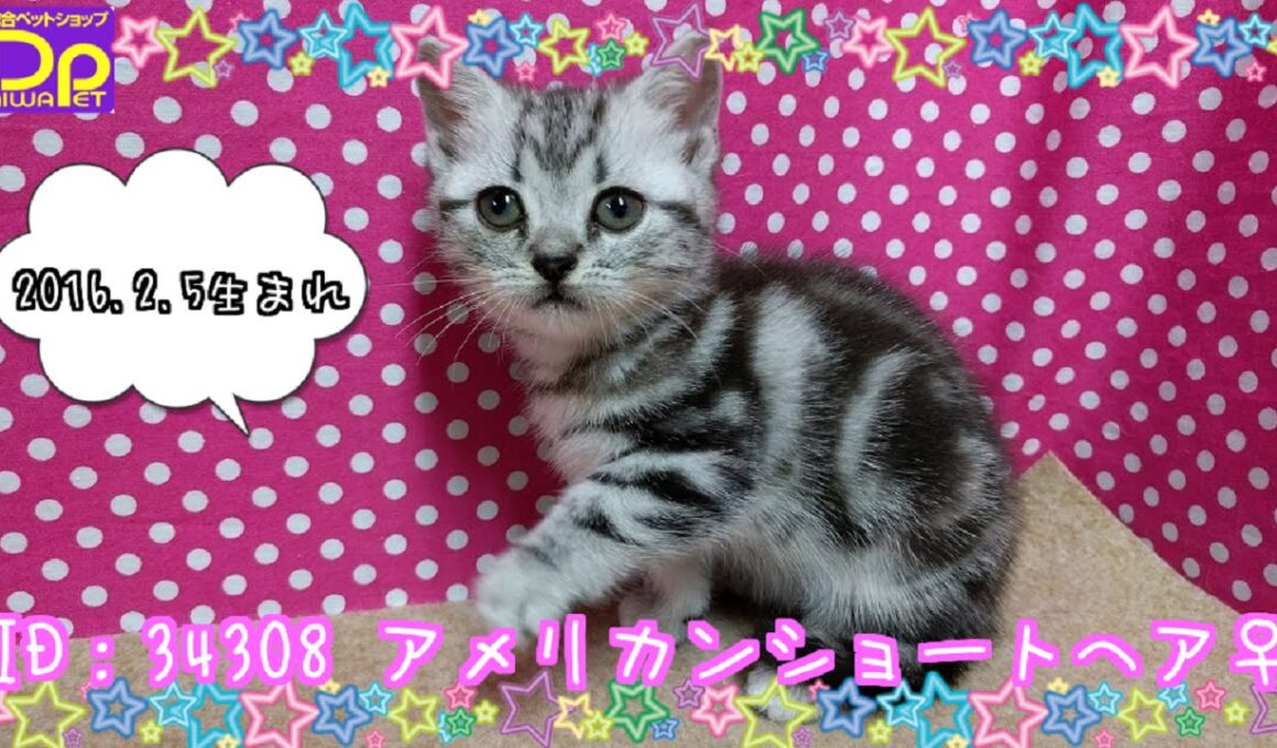 アメリカンショートヘア♀　ID：34308-American Shorthair　【猫のかわいい紹介動画】