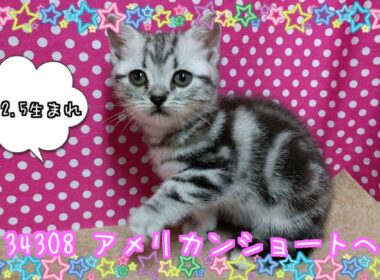 アメリカンショートヘア♀　ID：34308-American Shorthair　【猫のかわいい紹介動画】