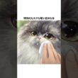 ペルシャ猫の雑学5選 #猫の雑学 #猫のいる暮らし #cat