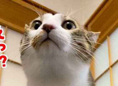 滅多に見れない光景を見てしまいました