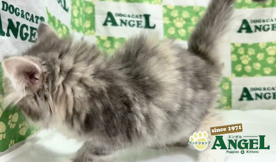 サイベリアン 2510084 【ペットショップエンゼル　子犬・子猫販売】