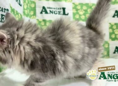 サイベリアン 2510084 【ペットショップエンゼル　子犬・子猫販売】