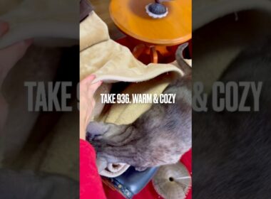 #ここあったかい よって昨日見せたのちゃんと覚えてた😊 #egyptianmaucat #エジプシャンマウスモーク #エジプシャンマウ #もうふだいすき #猫あるある #賢い猫 #shorts