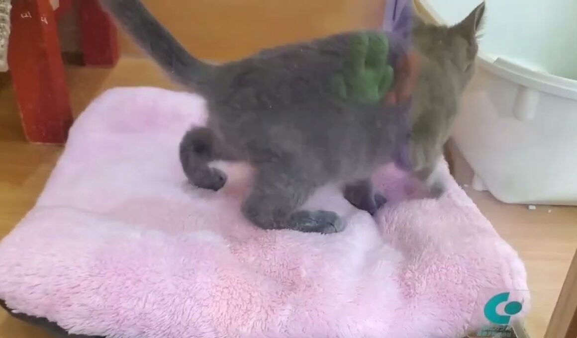 シャルトリュー