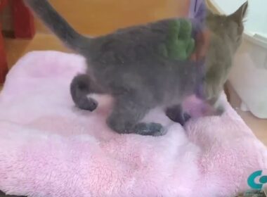 シャルトリュー