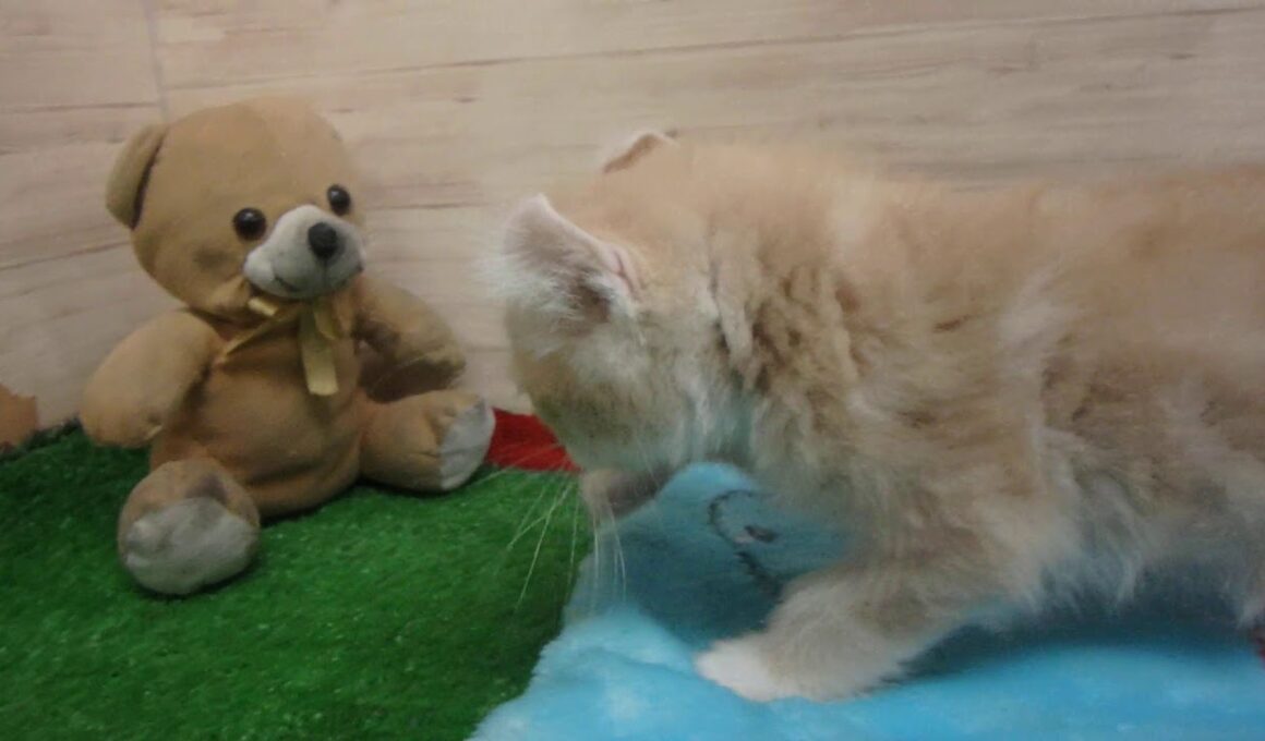 00472825 アメリカンカール