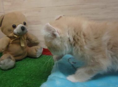 00472825 アメリカンカール