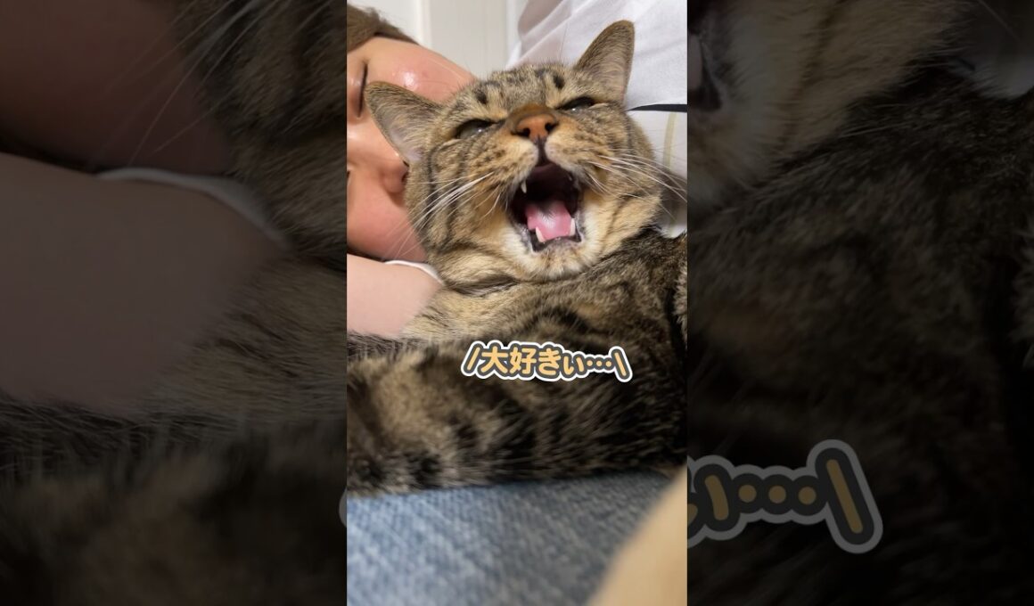 「大好きぃ…」と、ママにくっついて甘える猫