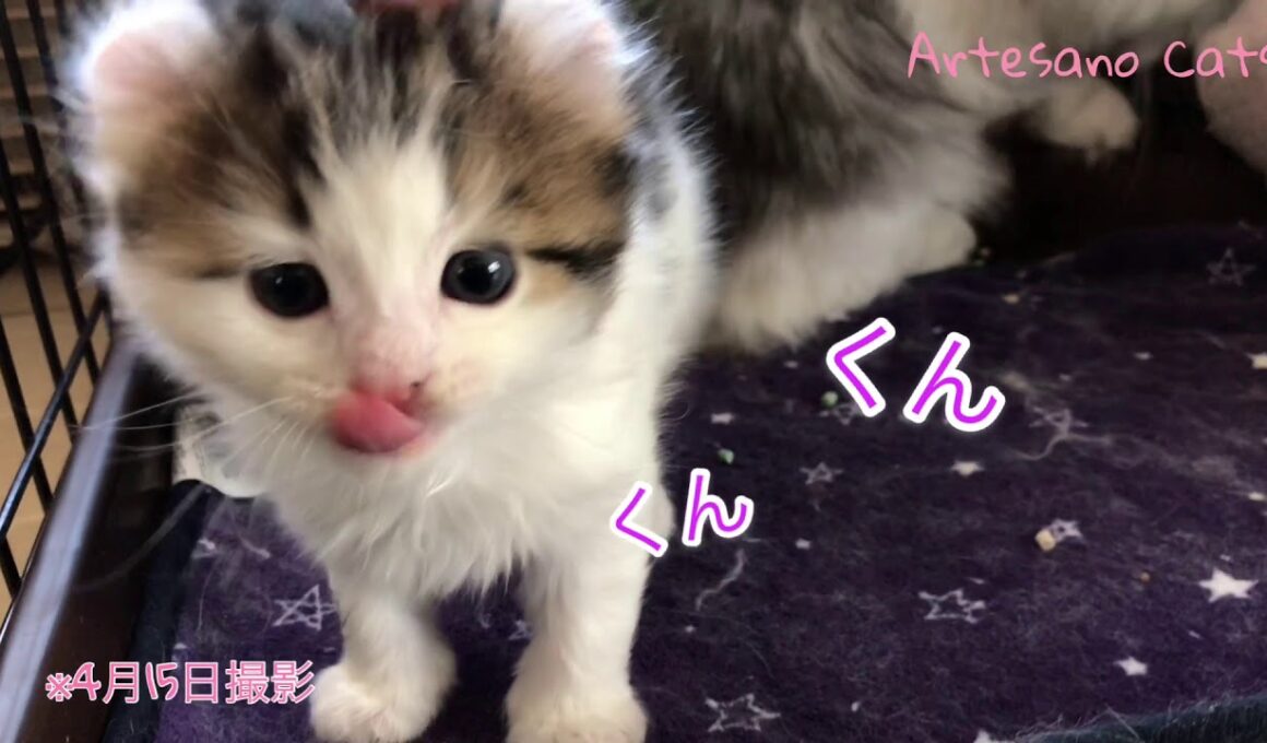 特集！ キンカロー(マンチカン×アメリカンカール) 子猫 5ベイビーズ ハルミ君編