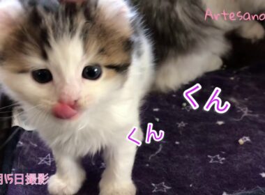 特集！ キンカロー(マンチカン×アメリカンカール) 子猫 5ベイビーズ ハルミ君編