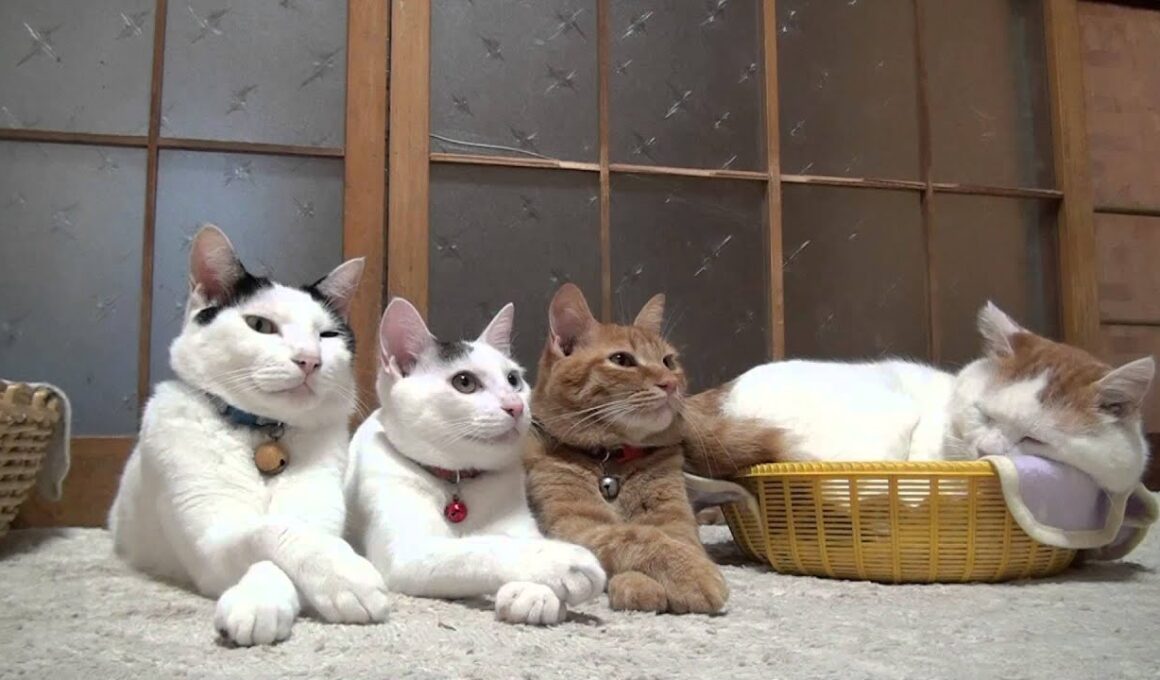 お手手バッテン