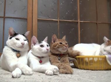 お手手バッテン