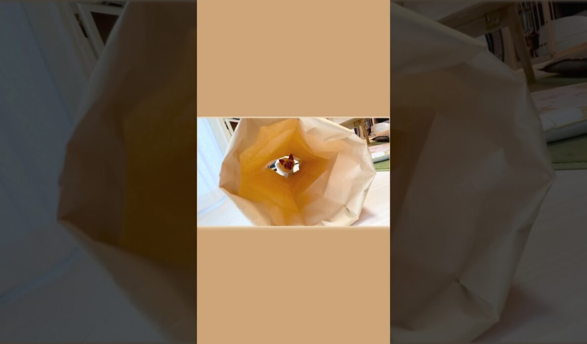 トンネルから行くと思ったにゃ？😼✨【猫 トンキニーズ】You thought I’d go through the tunnel? Tonkinese #トンキニーズ  #かわいい猫 #Shorts