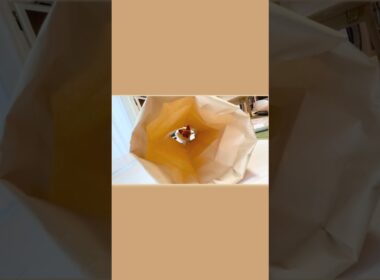 トンネルから行くと思ったにゃ？😼✨【猫 トンキニーズ】You thought I’d go through the tunnel? Tonkinese #トンキニーズ  #かわいい猫 #Shorts