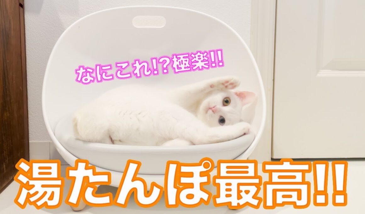 【初体験】極楽過ぎて溶けてしまったオッドアイ猫。