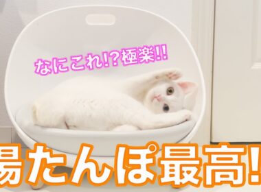 【初体験】極楽過ぎて溶けてしまったオッドアイ猫。