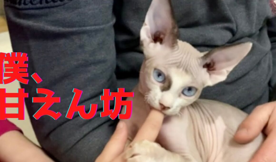 17:みんなにチヤホヤされて喜ぶスフィンクス猫　The Sphynx cat that is fussed over and is glad