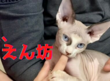 17:みんなにチヤホヤされて喜ぶスフィンクス猫　The Sphynx cat that is fussed over and is glad