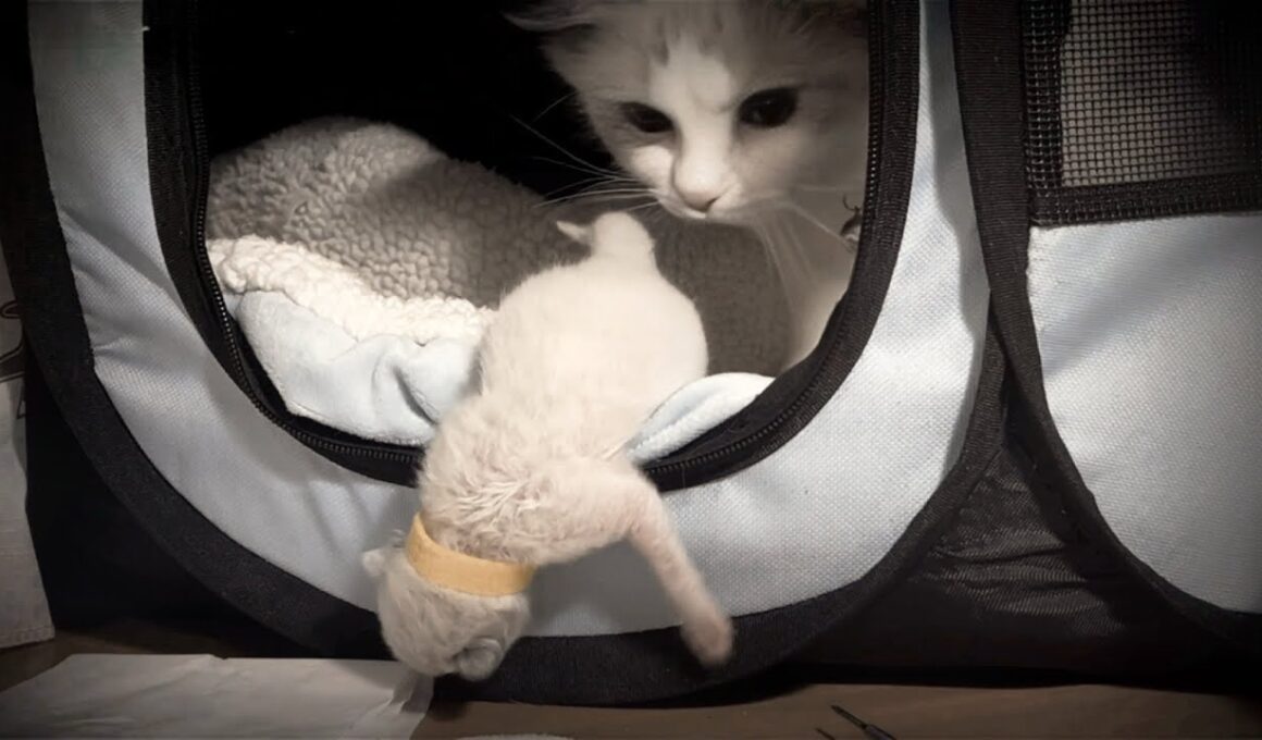 【🎃ハロウィン特別編】怖かわいい爆誕👻子猫版“貞子”登場🙀父猫と初めてのご対面＆おこりん坊将軍の名前発表‼️＋嬉しいお知らせ  #ハロウィン #初対面 #名前発表