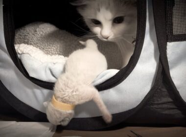 【🎃ハロウィン特別編】怖かわいい爆誕👻子猫版“貞子”登場🙀父猫と初めてのご対面＆おこりん坊将軍の名前発表‼️＋嬉しいお知らせ  #ハロウィン #初対面 #名前発表