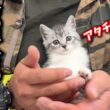 捨てられた子猫の命を救った恩人が会いに来てくれました