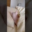 人間のように枕を使いこなす猫アレクサンドラ【スフィンクス】