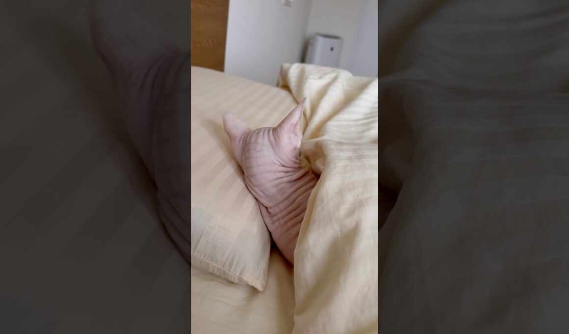 人間のように枕を使いこなす猫アレクサンドラ【スフィンクス】
