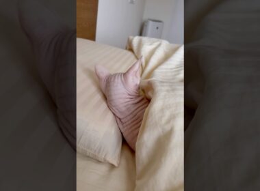 人間のように枕を使いこなす猫アレクサンドラ【スフィンクス】