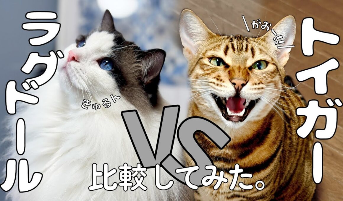 我が家のトイガー＆ラグドール比較してみた！｜トイガー&ラグドール