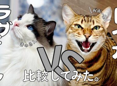 我が家のトイガー＆ラグドール比較してみた！｜トイガー&ラグドール