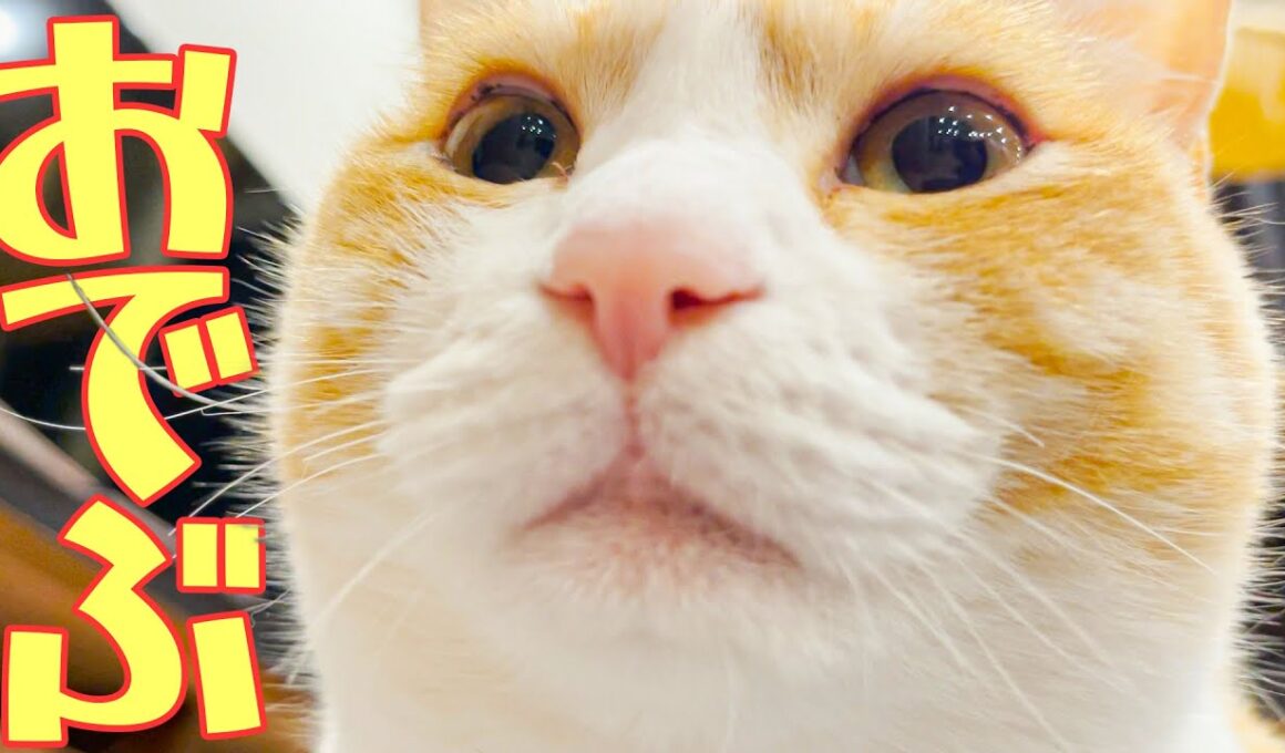 太りました。太りすぎたのかもしれません。