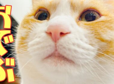 太りました。太りすぎたのかもしれません。