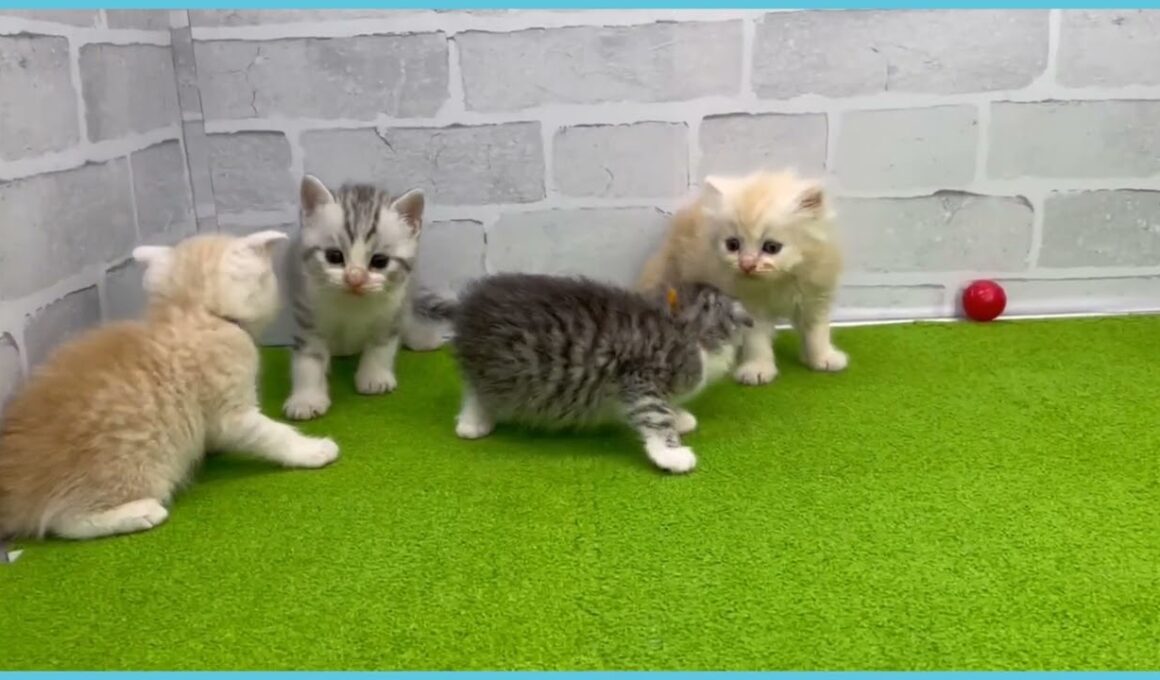 Coo&RIKU　No.00735928 スコティッシュフォールド（立ち耳）