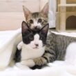 生まれて初めての毛布に大喜びする子猫たちがかわいすぎました♡