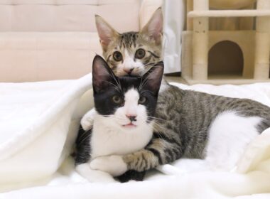 生まれて初めての毛布に大喜びする子猫たちがかわいすぎました♡