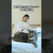 猫が飼い主の後をついてくる理由3選　 #猫 #雑学 #ねこ #猫のいる生活 #猫好き #猫の雑学 #ネコ #名もなき風景