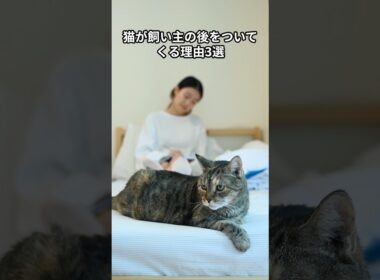 猫が飼い主の後をついてくる理由3選　 #猫 #雑学 #ねこ #猫のいる生活 #猫好き #猫の雑学 #ネコ #名もなき風景