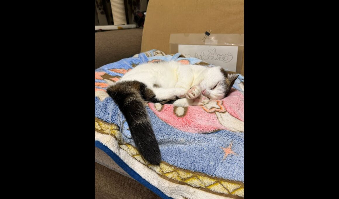 ハチワレ短足猫かいちゃんライブ配信 ＃ライブ配信20251022-1 #live