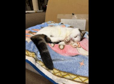 ハチワレ短足猫かいちゃんライブ配信 ＃ライブ配信20251022-1 #live