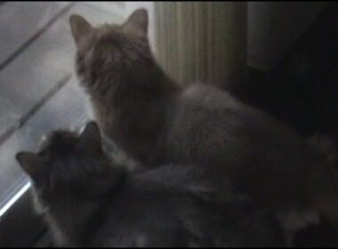 マジックミラーで野鳥観察。 外からは見えない。ヒヨドリ 猫 ソマリ姉妹