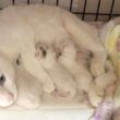 緊急帝王切開で出産した翌日のママ猫と子猫の様子 生後1日【白玉ちゃん日記#5】Mother and child on the day after delivery.