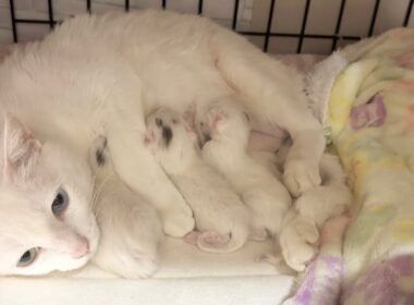 緊急帝王切開で出産した翌日のママ猫と子猫の様子 生後1日【白玉ちゃん日記#5】Mother and child on the day after delivery.